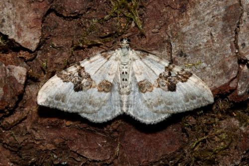 Réf. 184 127 : Xanthorhoe montanata
